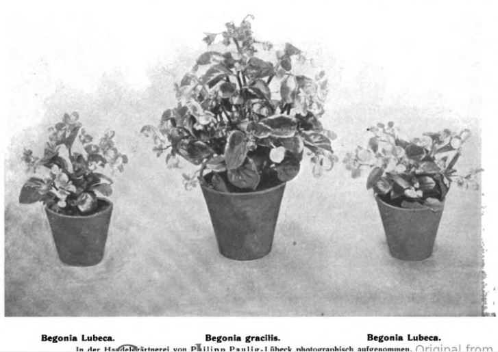 B. ‘Gracilis’